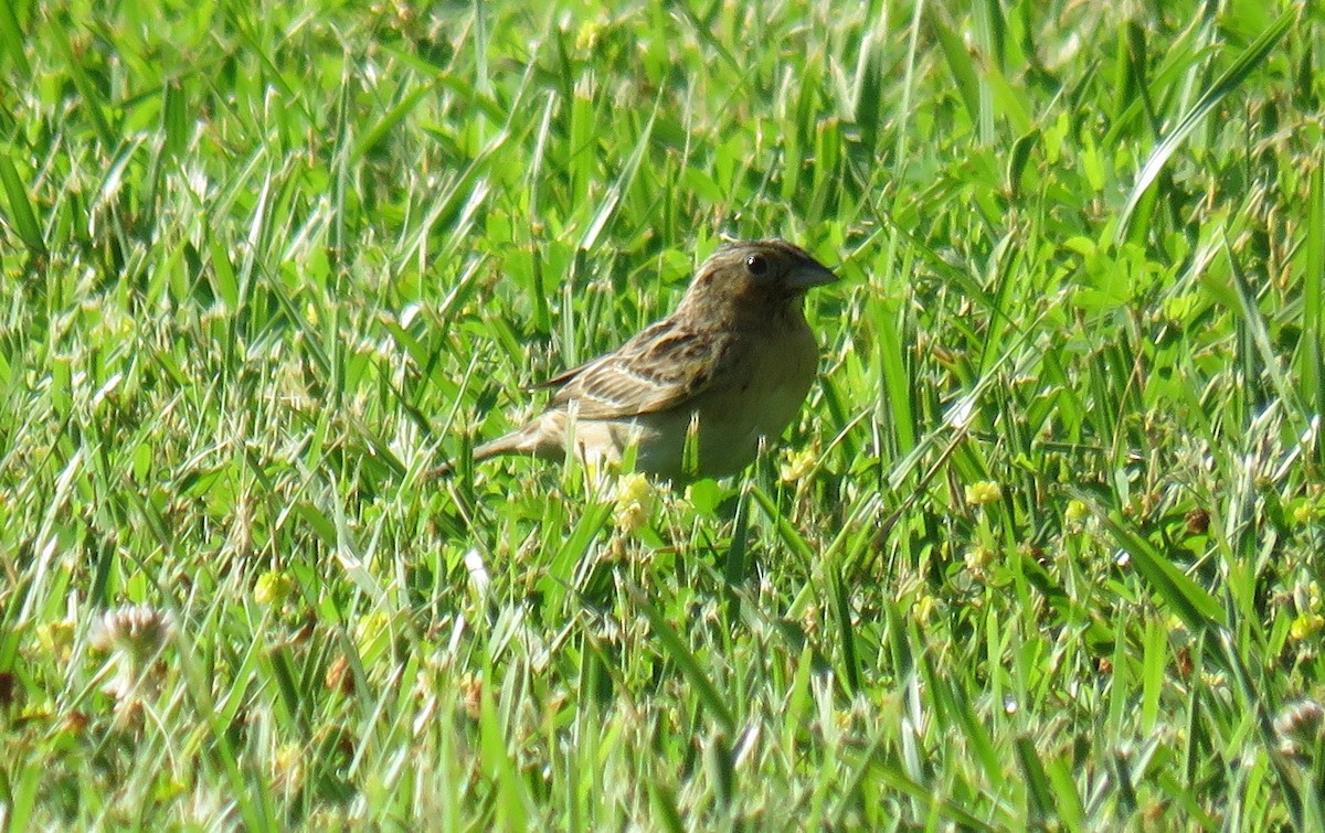 Grasshopper Sparrow - ML620168125