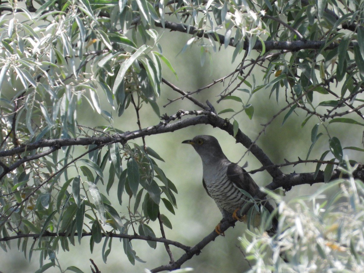 Common Cuckoo - ML620168128