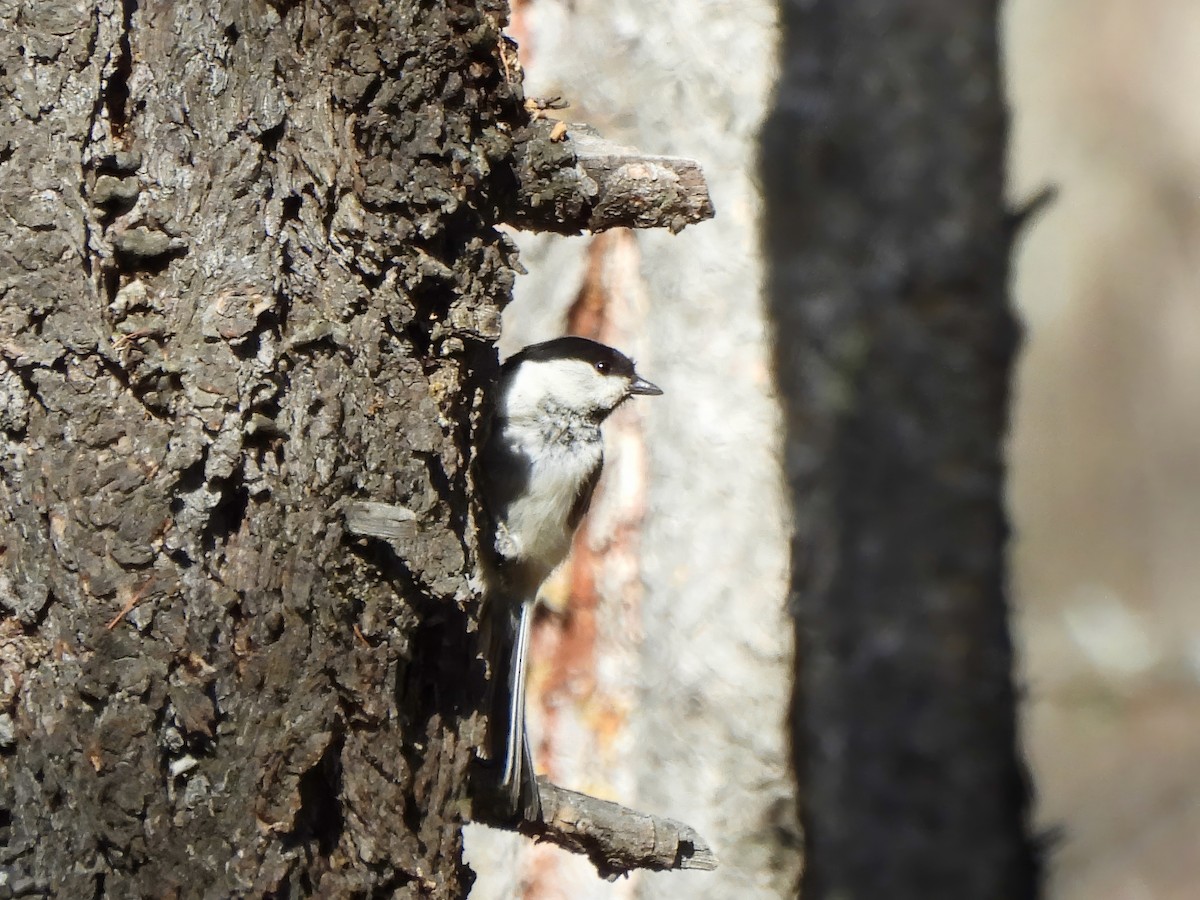 Mésange boréale - ML620168131