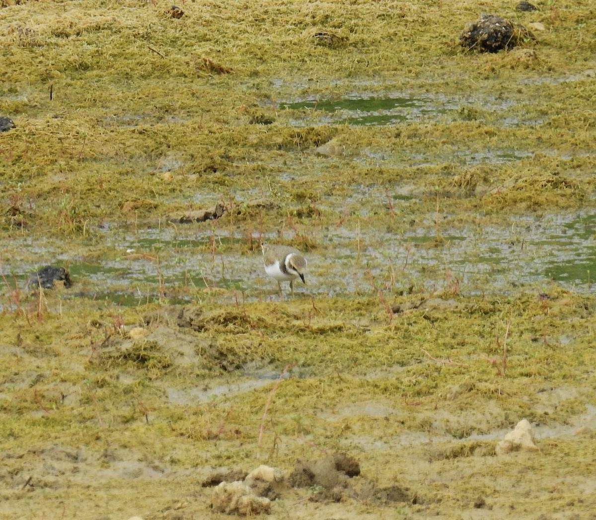 Little Ringed Plover - ML620168133