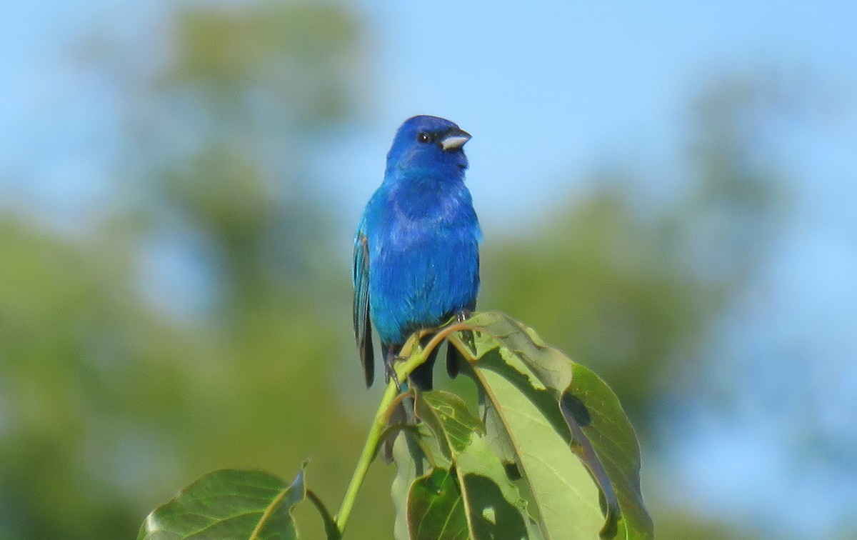 Passerin indigo - ML620168136