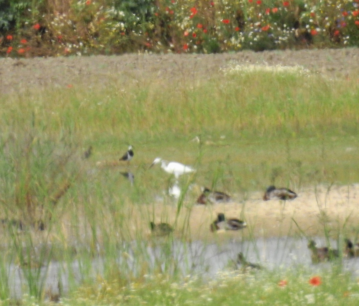 Little Egret - ML620168137