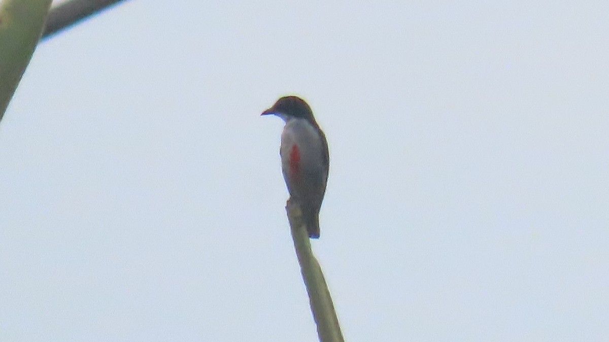 Red-keeled Flowerpecker - Hercs Doria