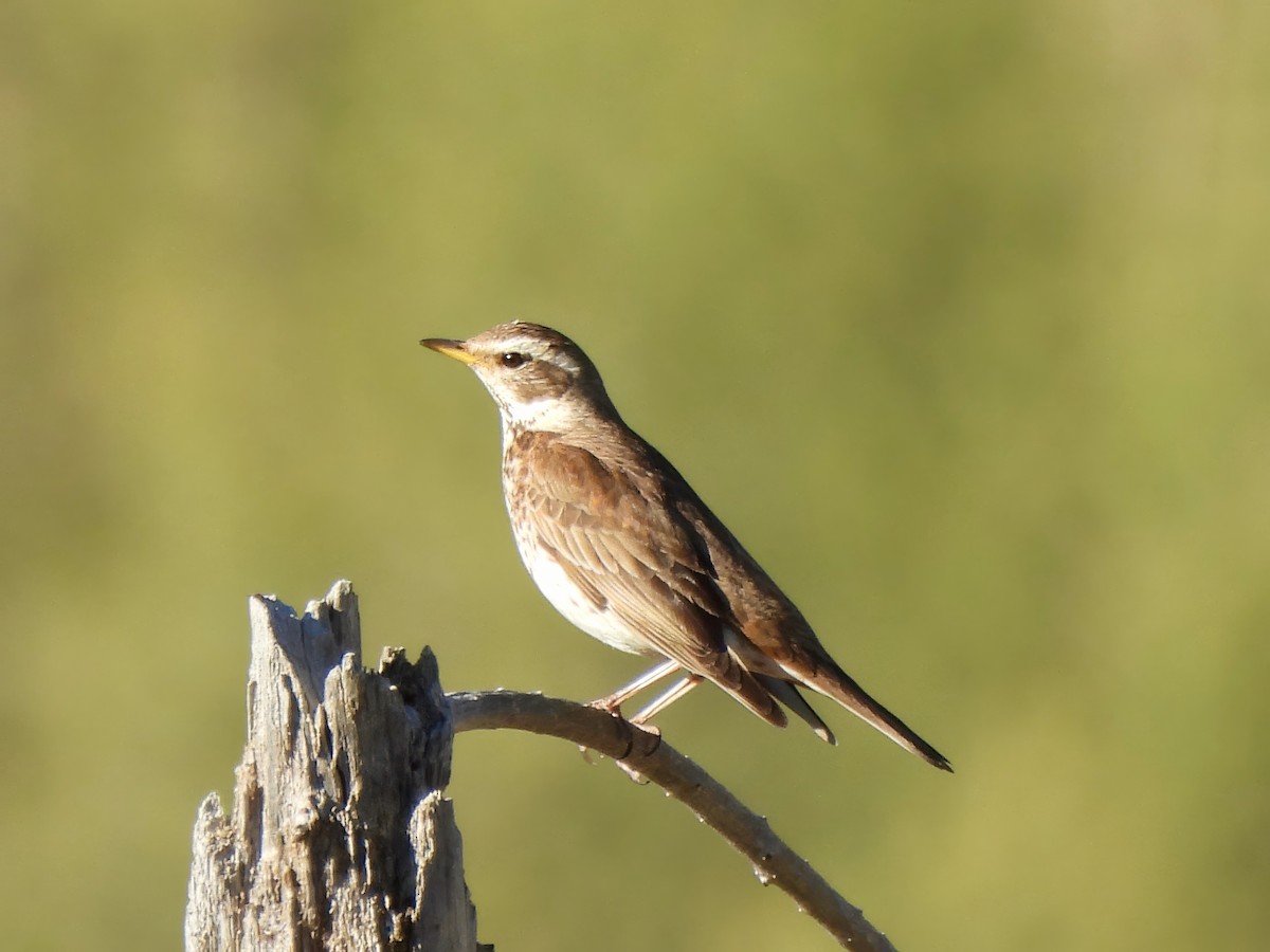 Dusky Thrush - ML620168146