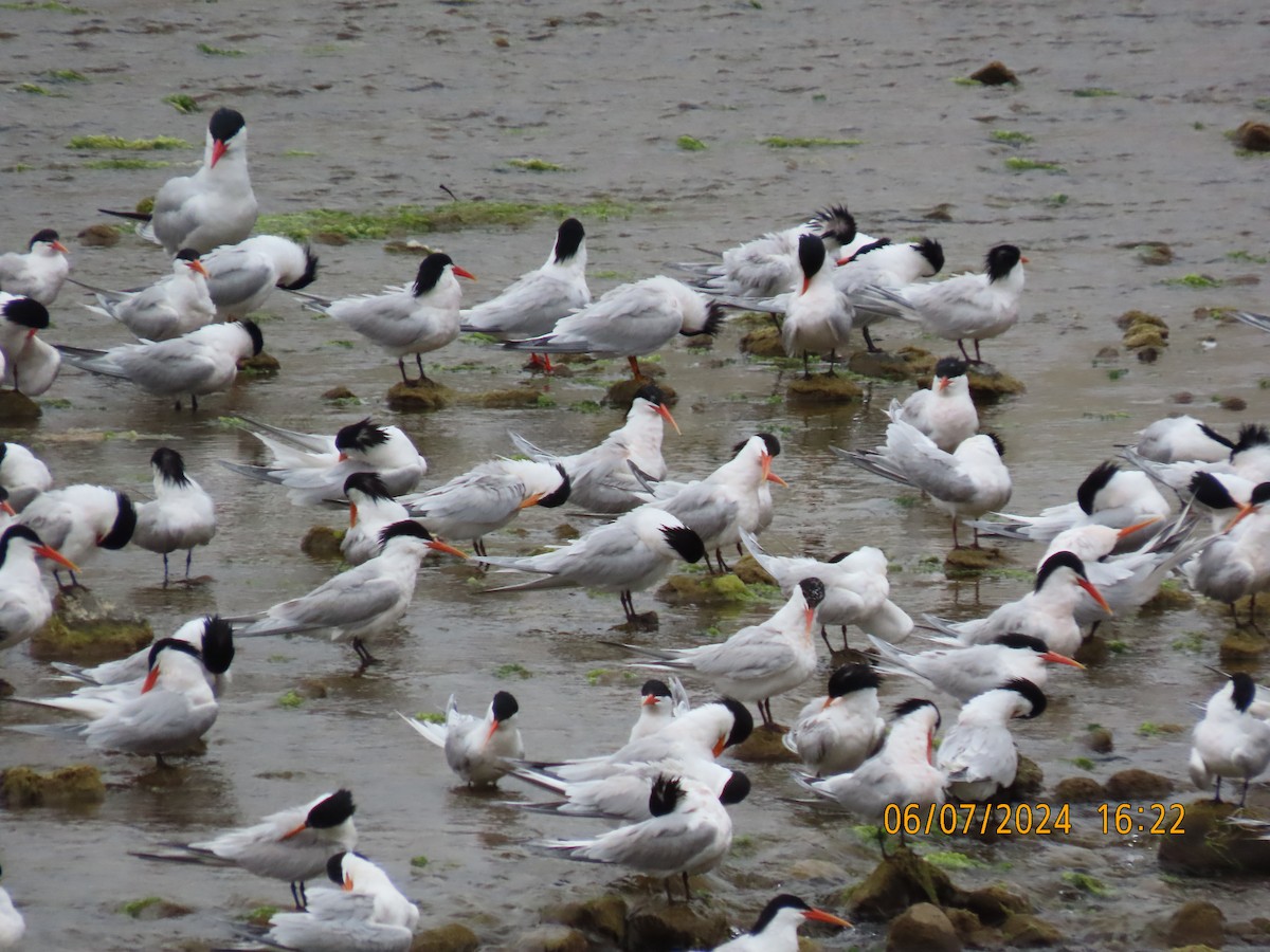 Elegant Tern - ML620168147