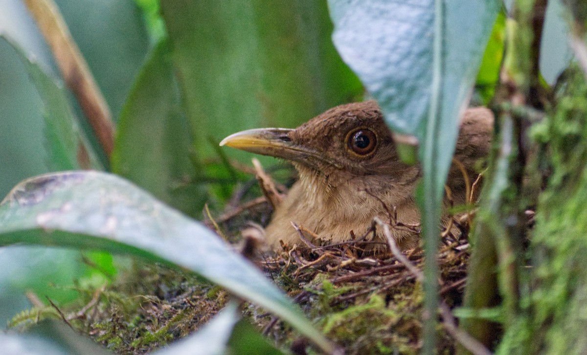 Clay-colored Thrush - ML620168150