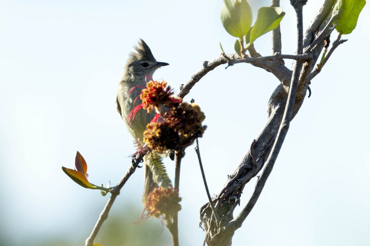 Plain-crested Elaenia - ML620168151