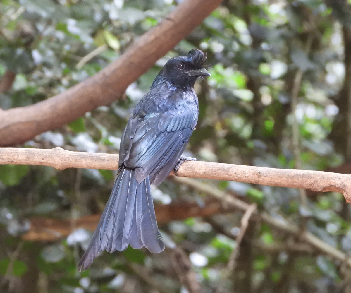 Hair-crested Drongo - ML620168154