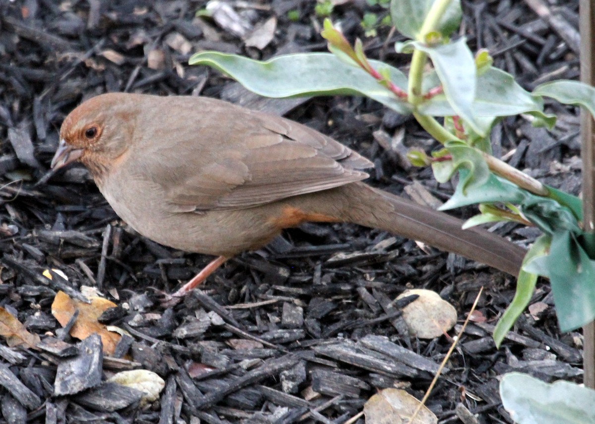 California Towhee - ML620168156