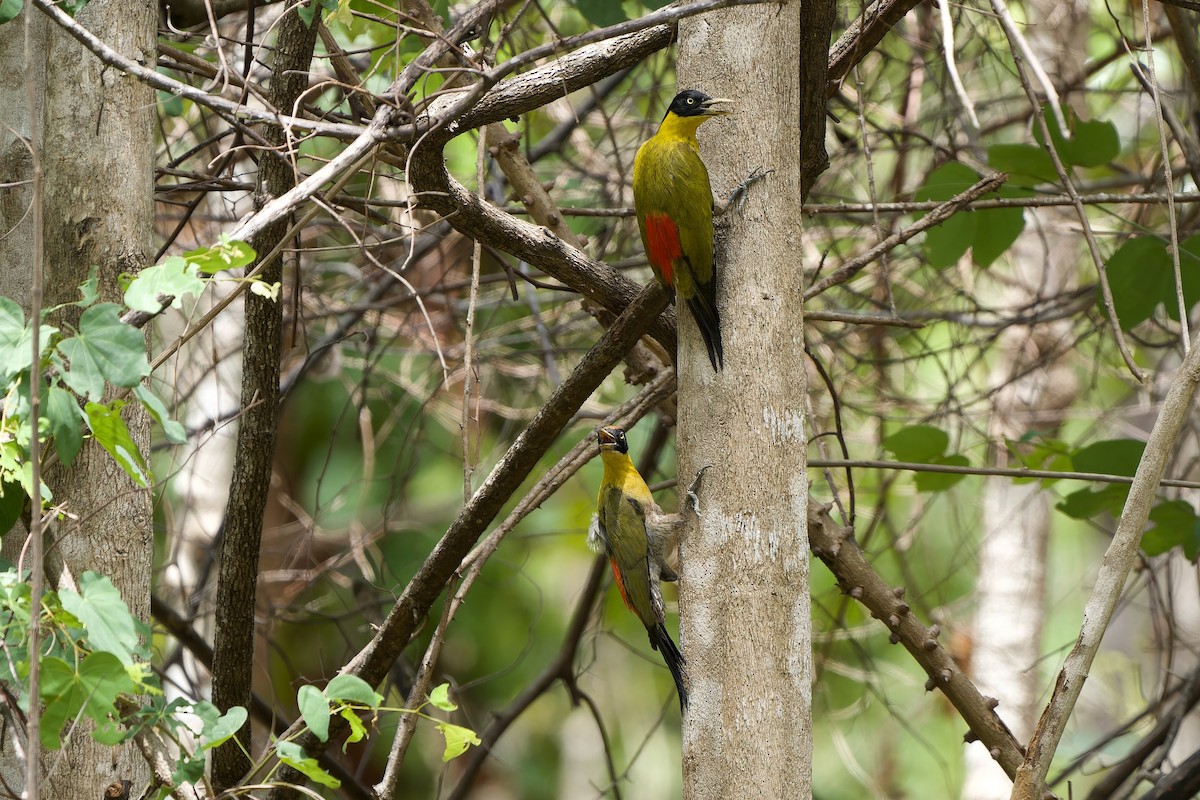 Black-headed Woodpecker - ML620168157