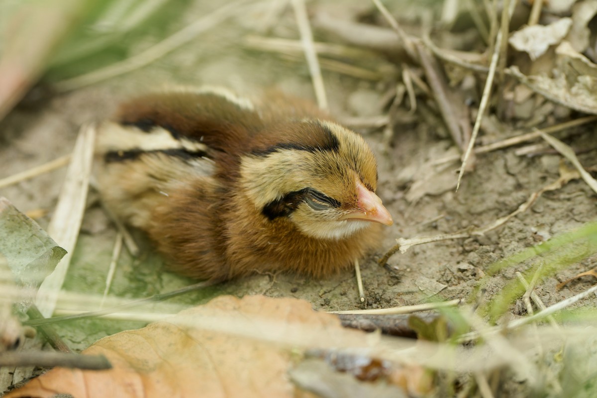 Red Junglefowl - ML620168159