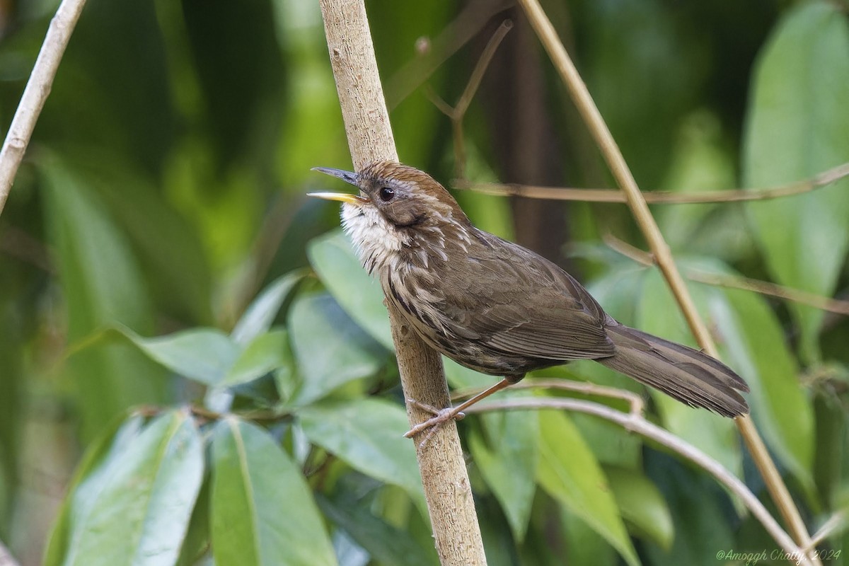 Puff-throated Babbler - ML620168160