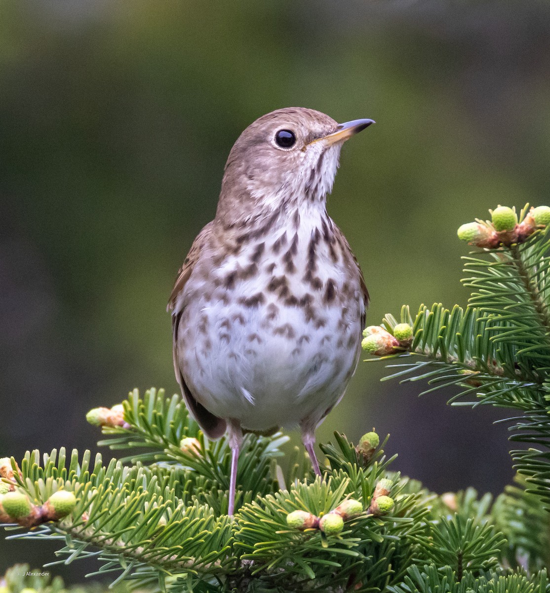 Hermit Thrush - ML620168164