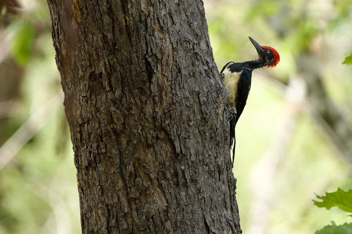 White-bellied Woodpecker - ML620168165