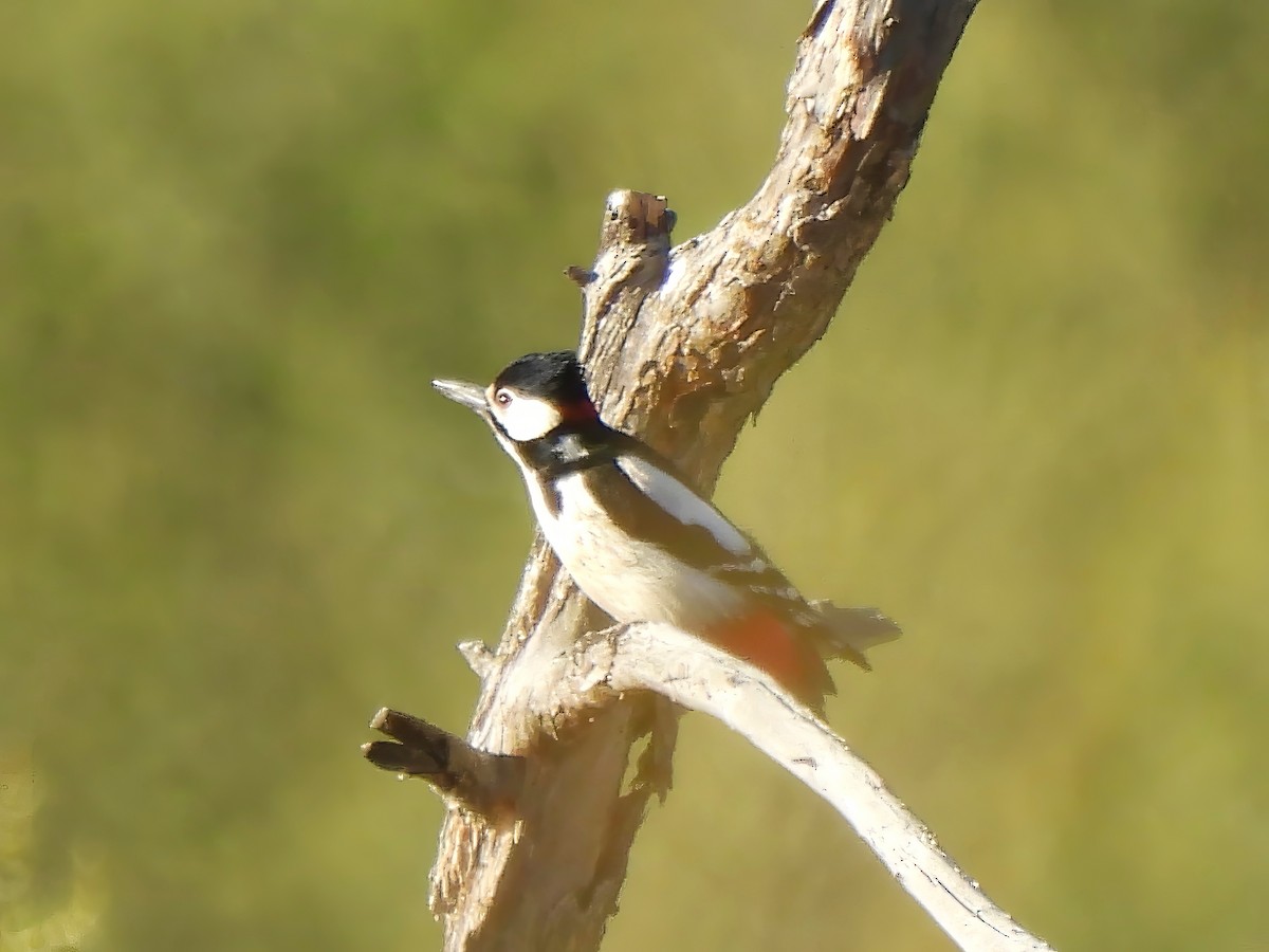 Great Spotted Woodpecker - ML620168170