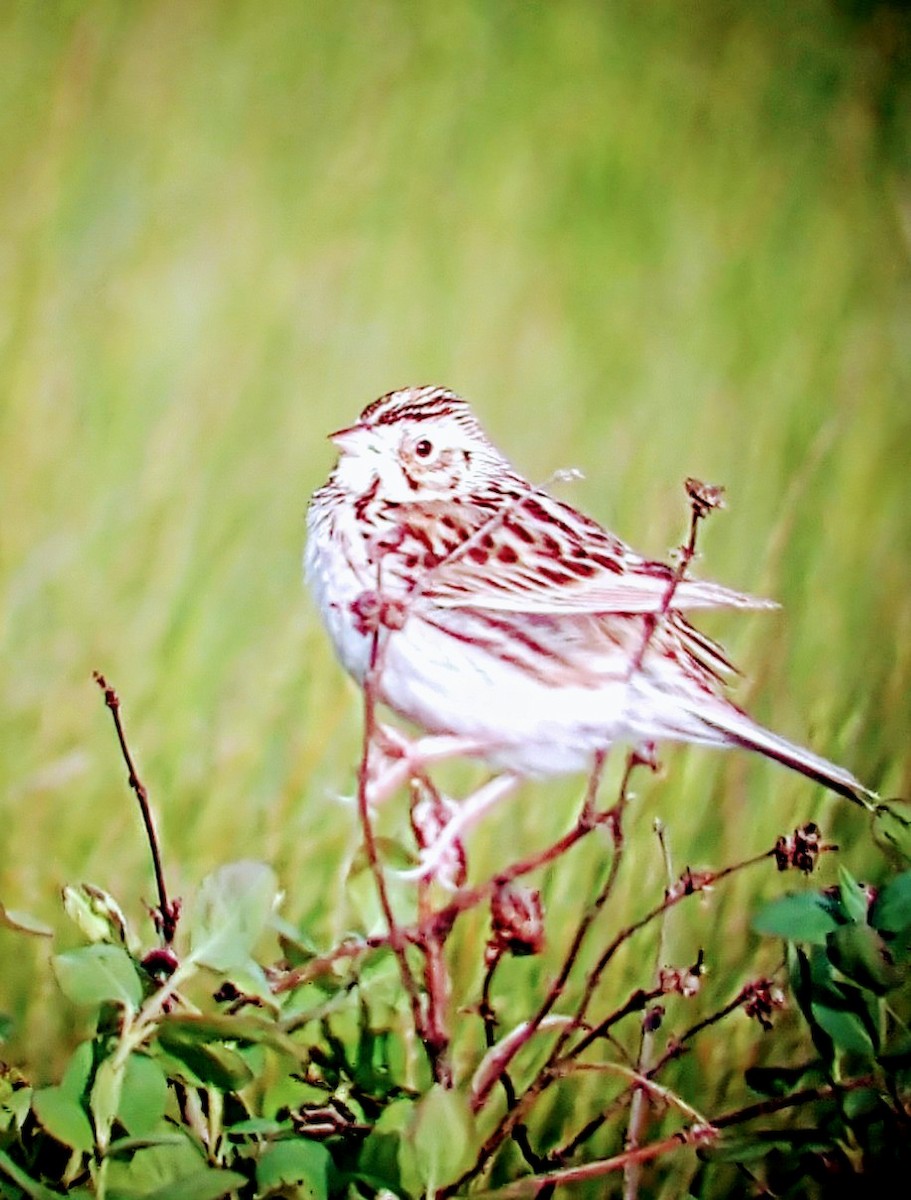 Baird's Sparrow - ML620168173