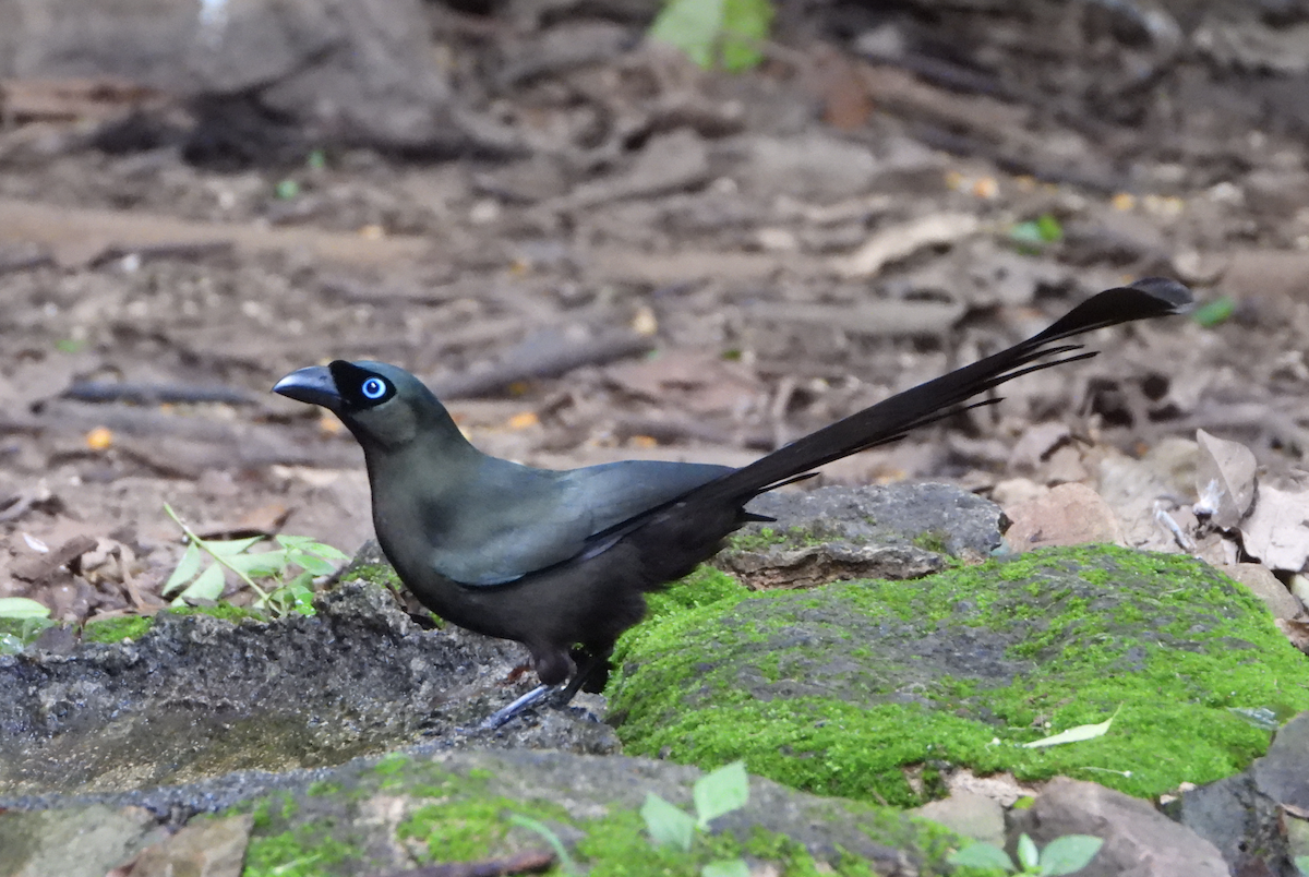 Racket-tailed Treepie - ML620168174