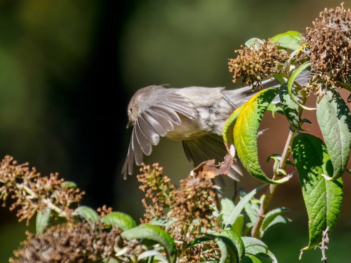 Bushtit - ML620168180