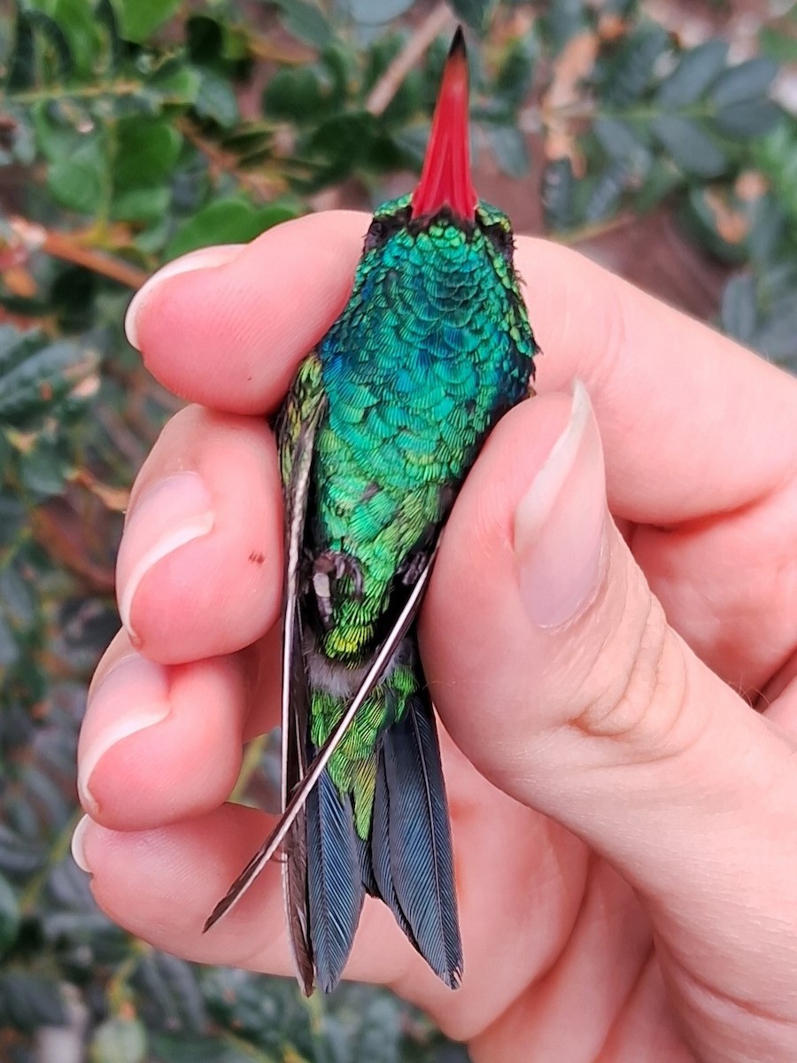 Glittering-bellied Emerald - ML620168181