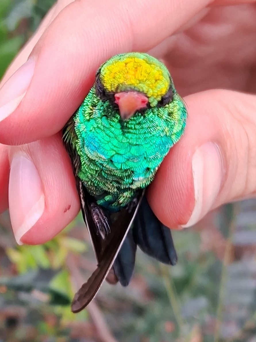 Glittering-bellied Emerald - ML620168182