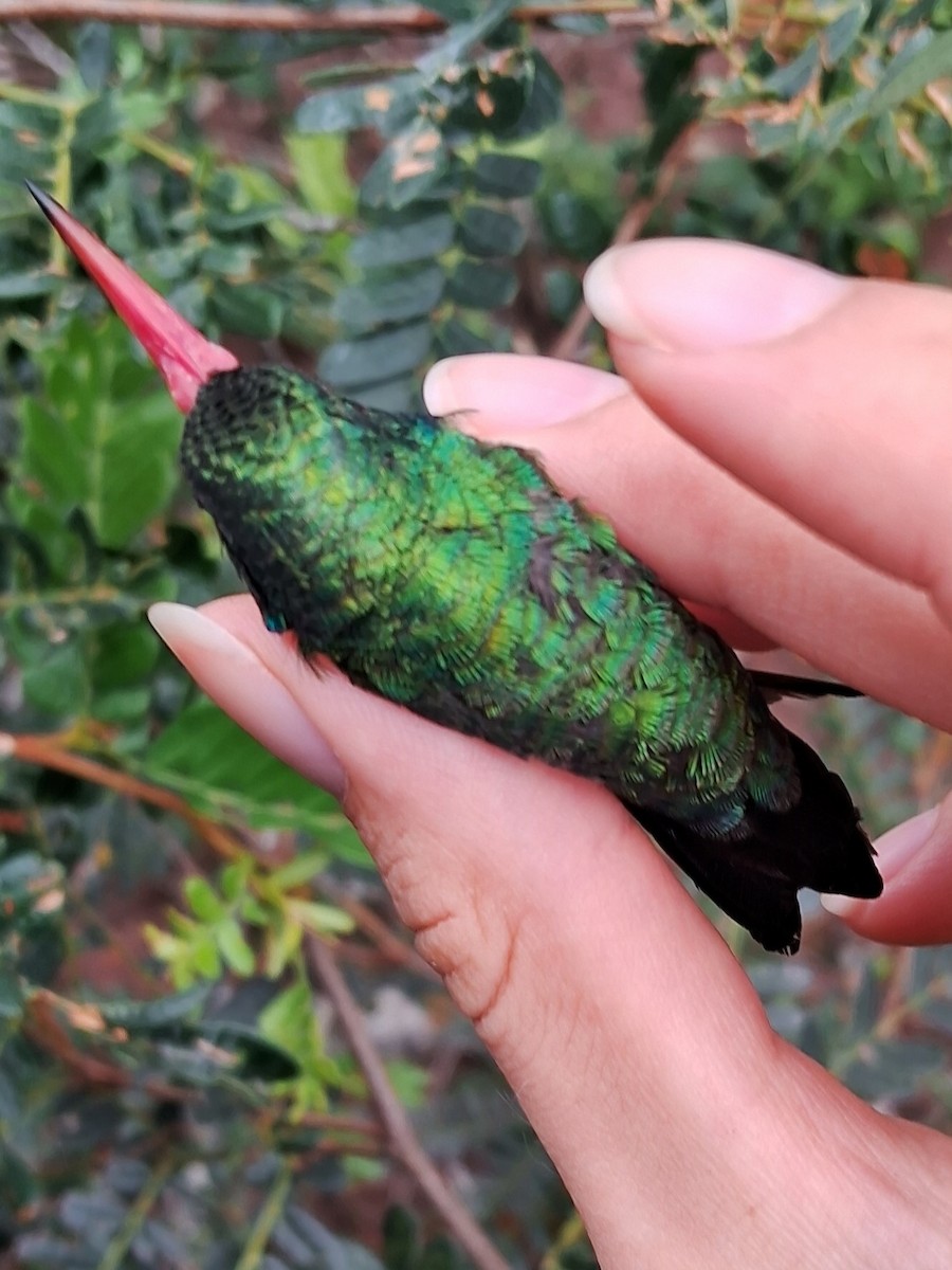 Glittering-bellied Emerald - ML620168183