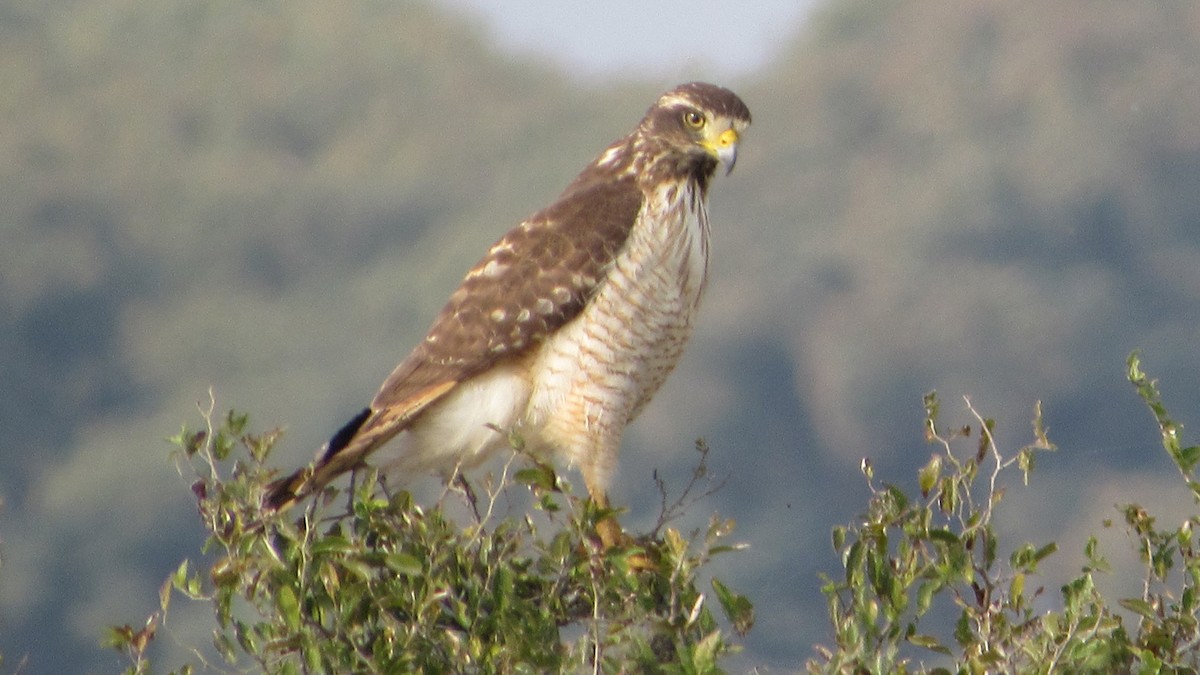 Roadside Hawk - ML620168189