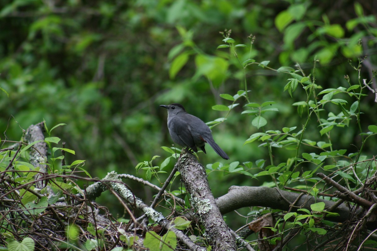 Gray Catbird - ML620168196