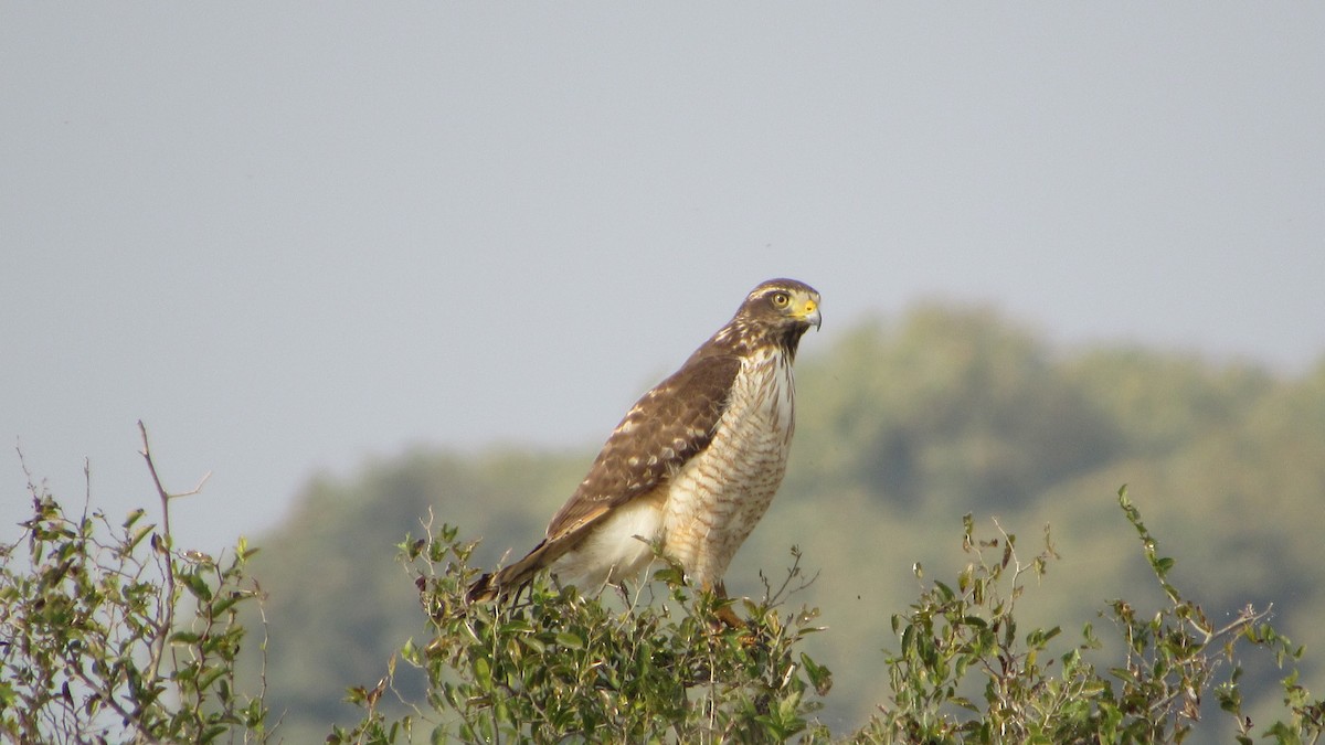 Roadside Hawk - ML620168200