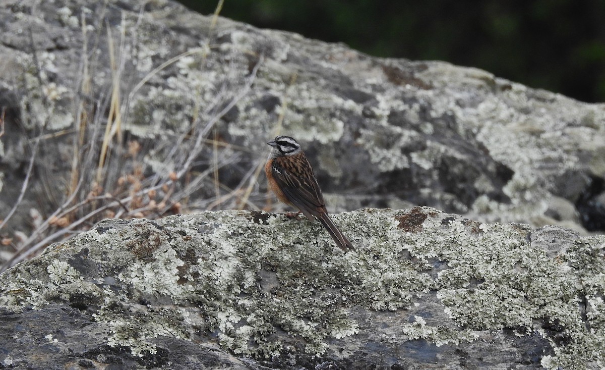 Rock Bunting - Pedro Bravo