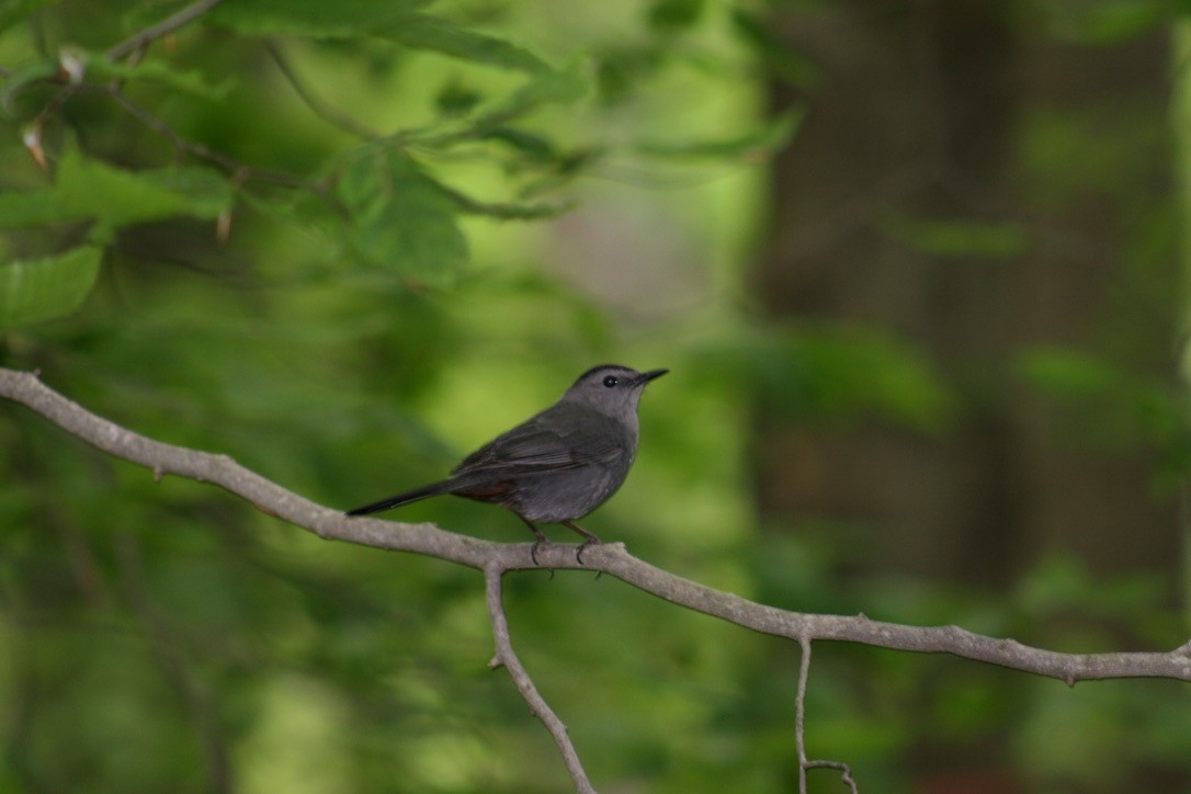 Gray Catbird - ML620168210