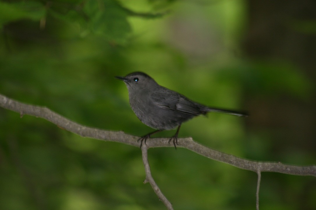 Gray Catbird - ML620168211