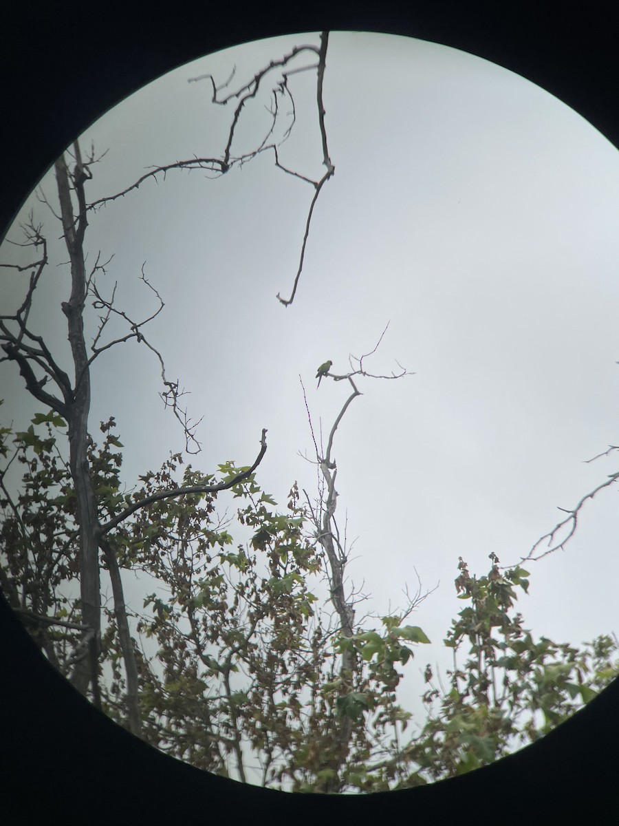 Nanday Papağanı - ML620168215