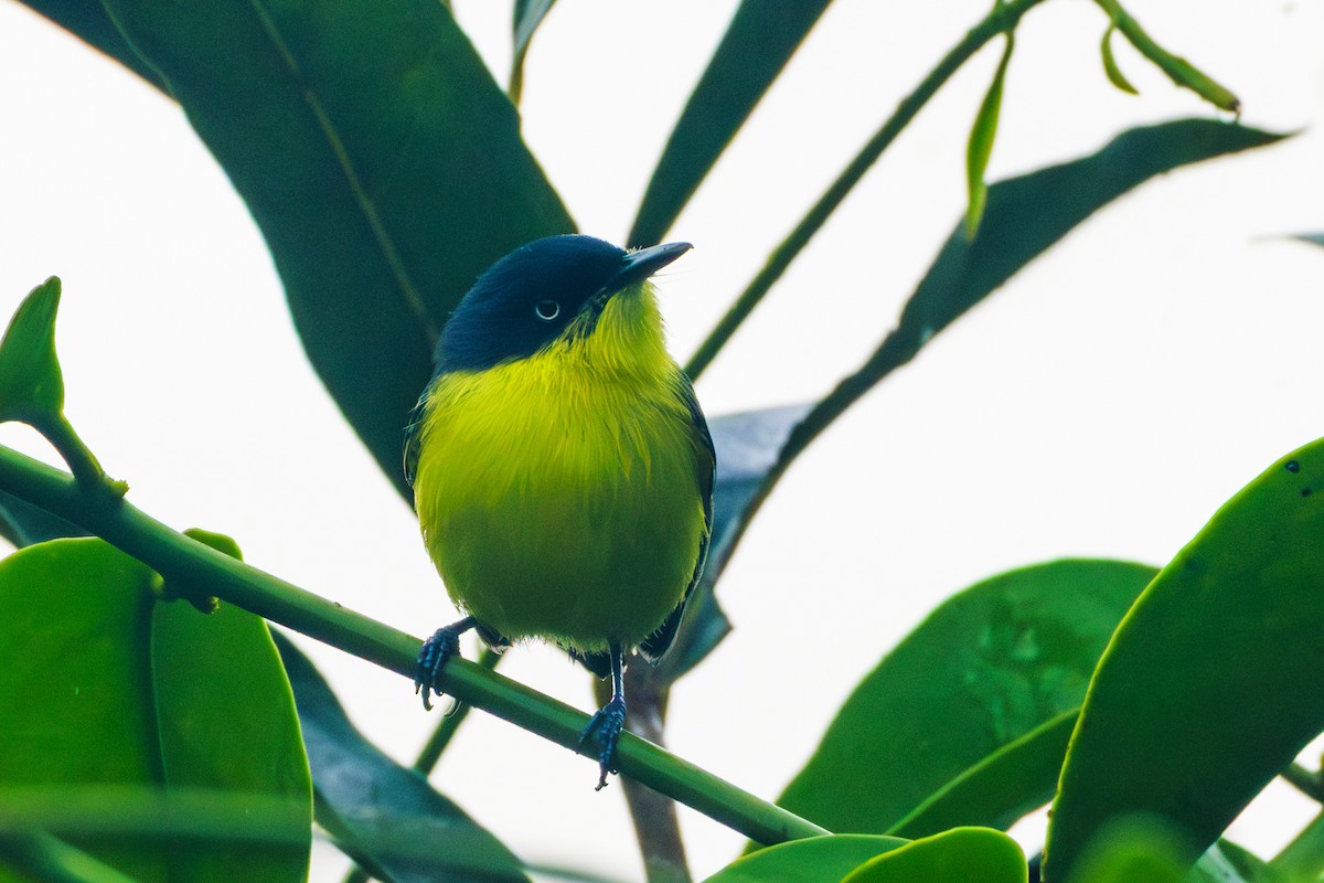 Common Tody-Flycatcher - ML620168216