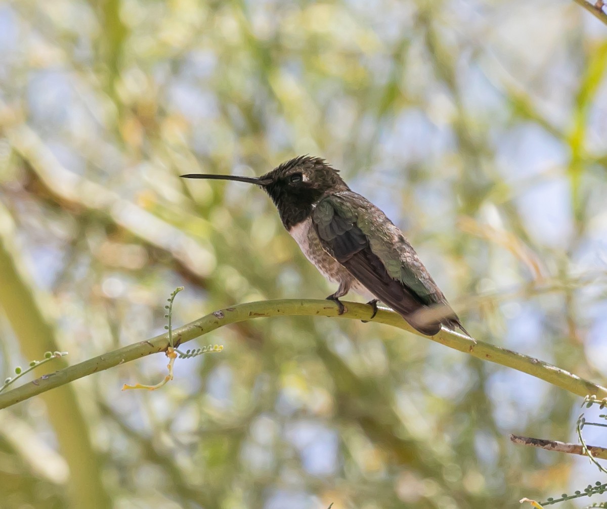 Black-chinned Hummingbird - ML620168218