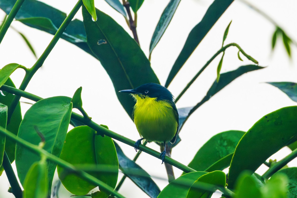 Common Tody-Flycatcher - ML620168219