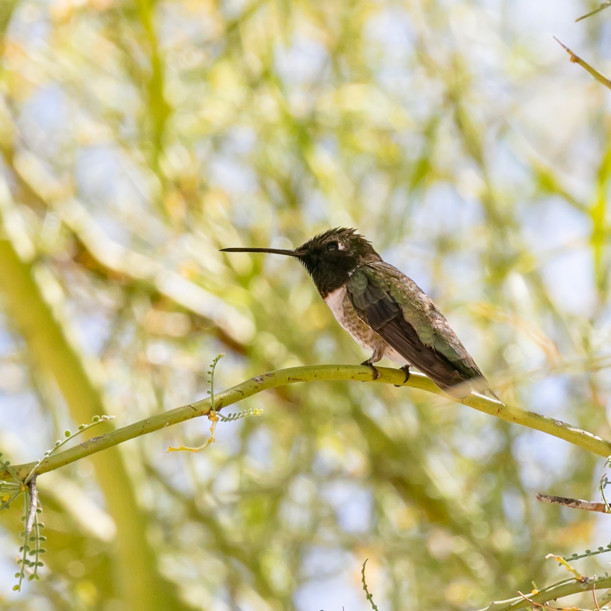 Black-chinned Hummingbird - ML620168220