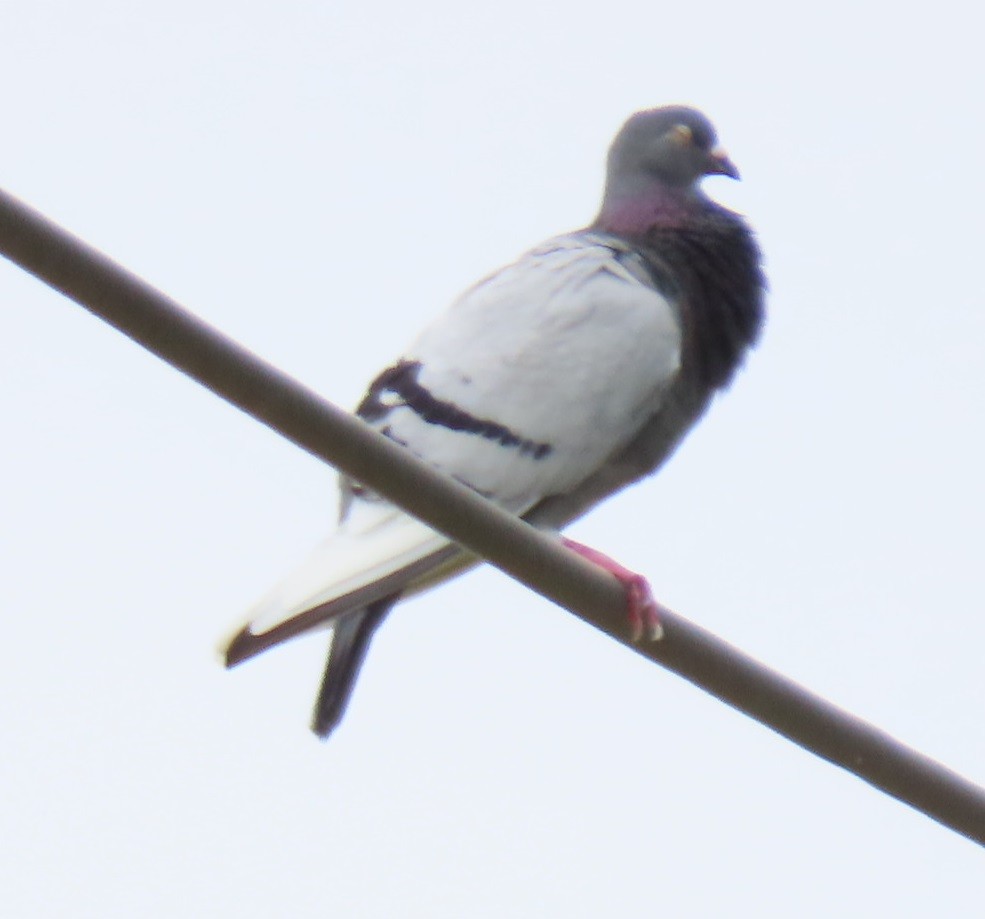 Pigeon biset (forme domestique) - ML620168223