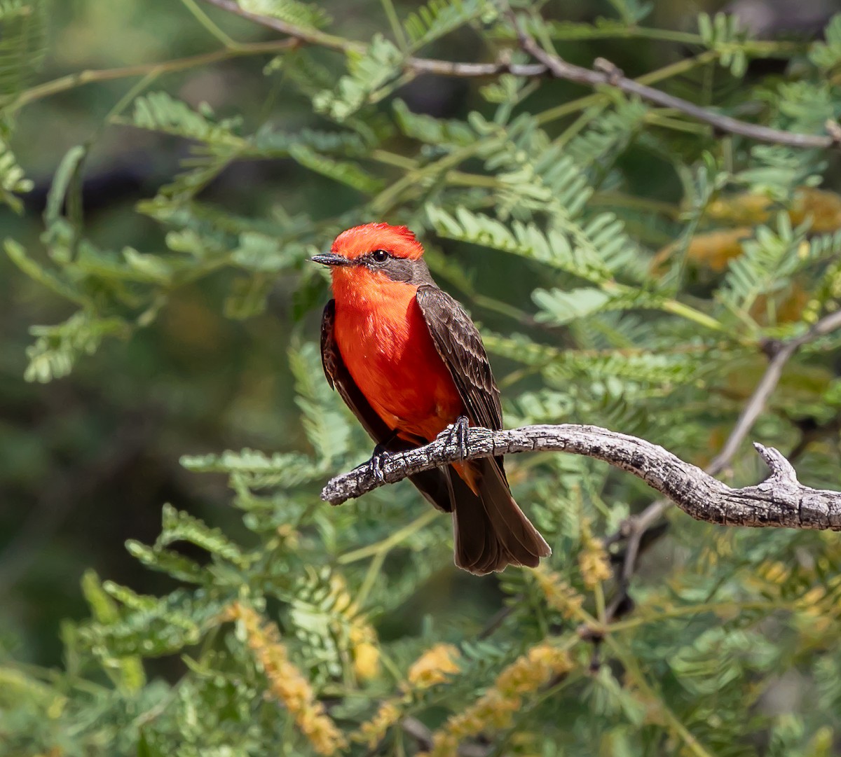 Vermilion Flycatcher - ML620168227