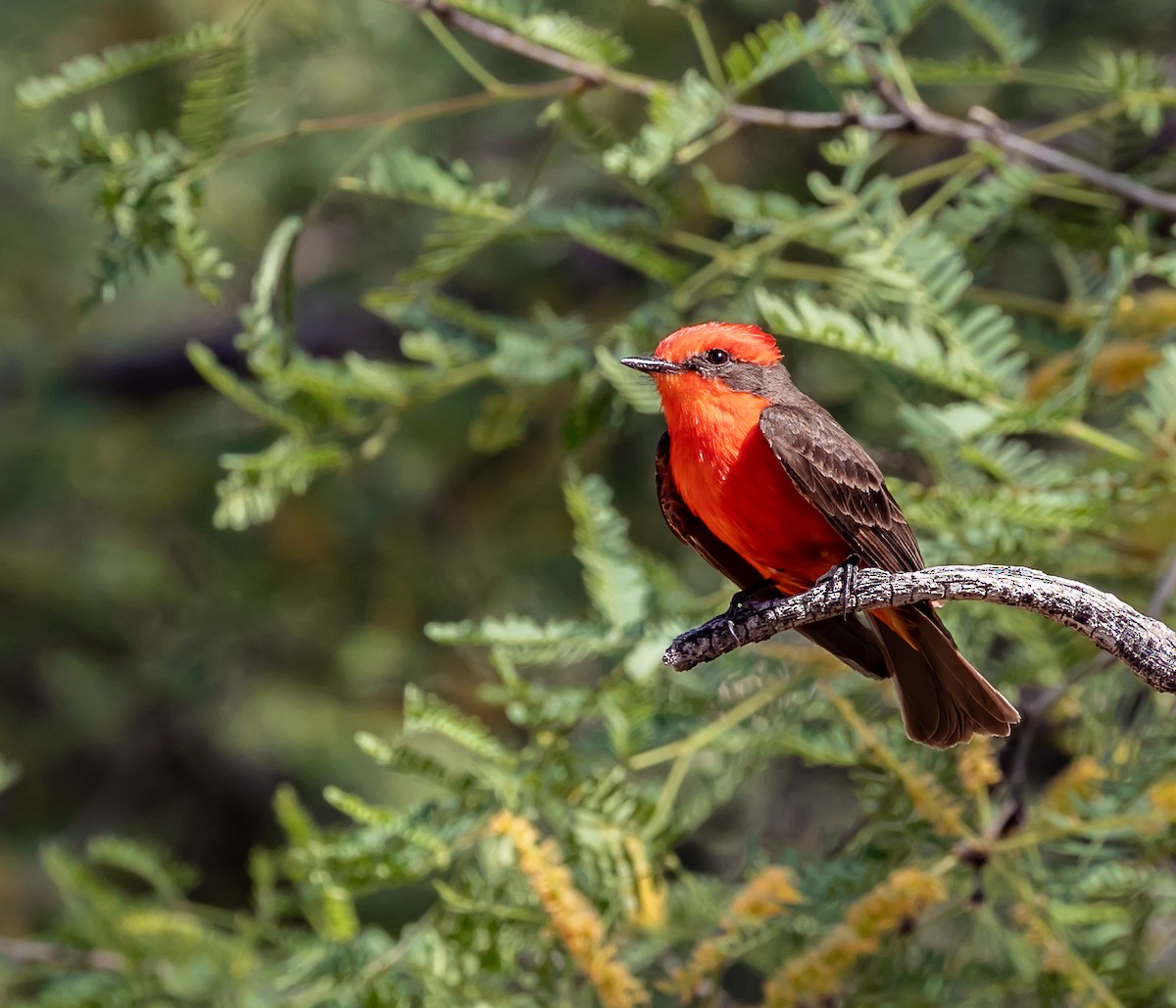 Vermilion Flycatcher - ML620168228