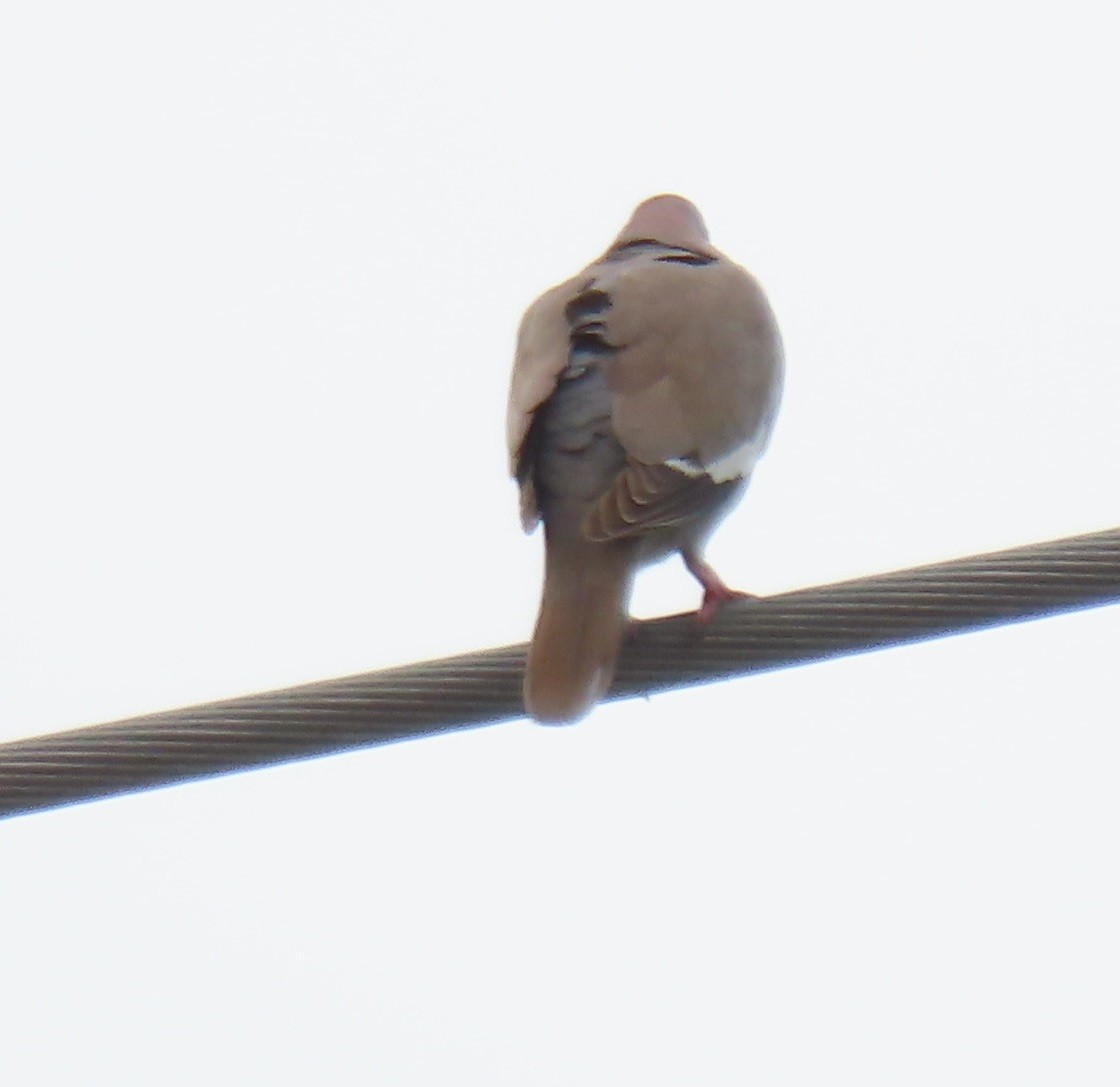 White-winged Dove - ML620168229