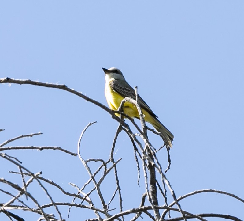 Tropical Kingbird - ML620168232