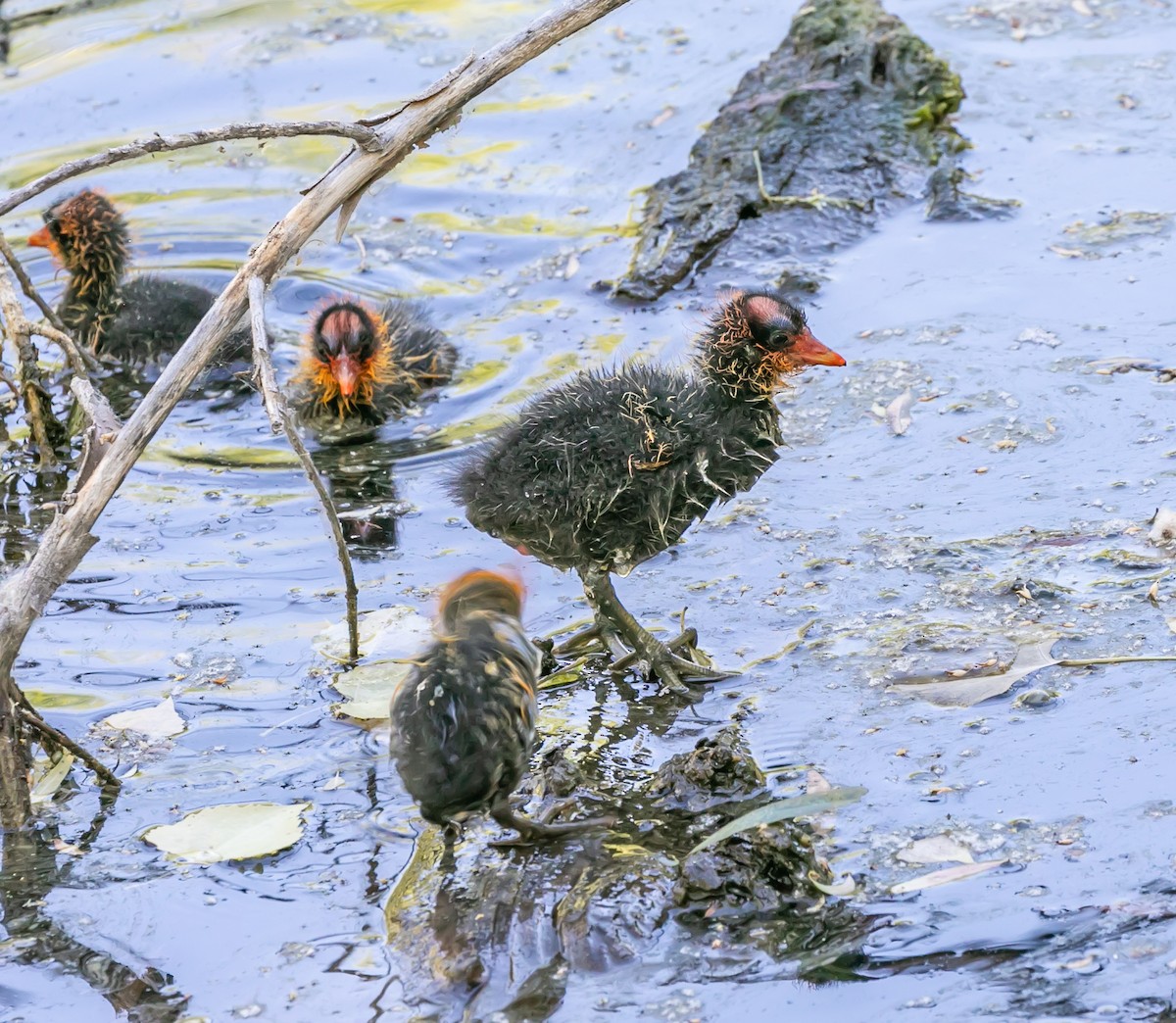 American Coot - ML620168236