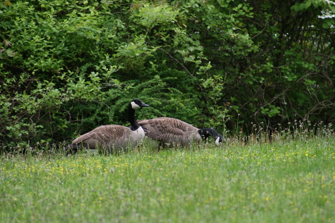 Canada Goose - ML620168242