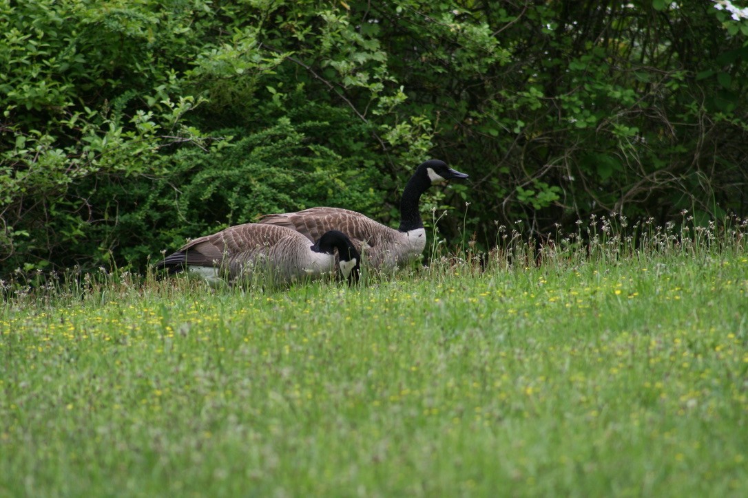 Canada Goose - ML620168244