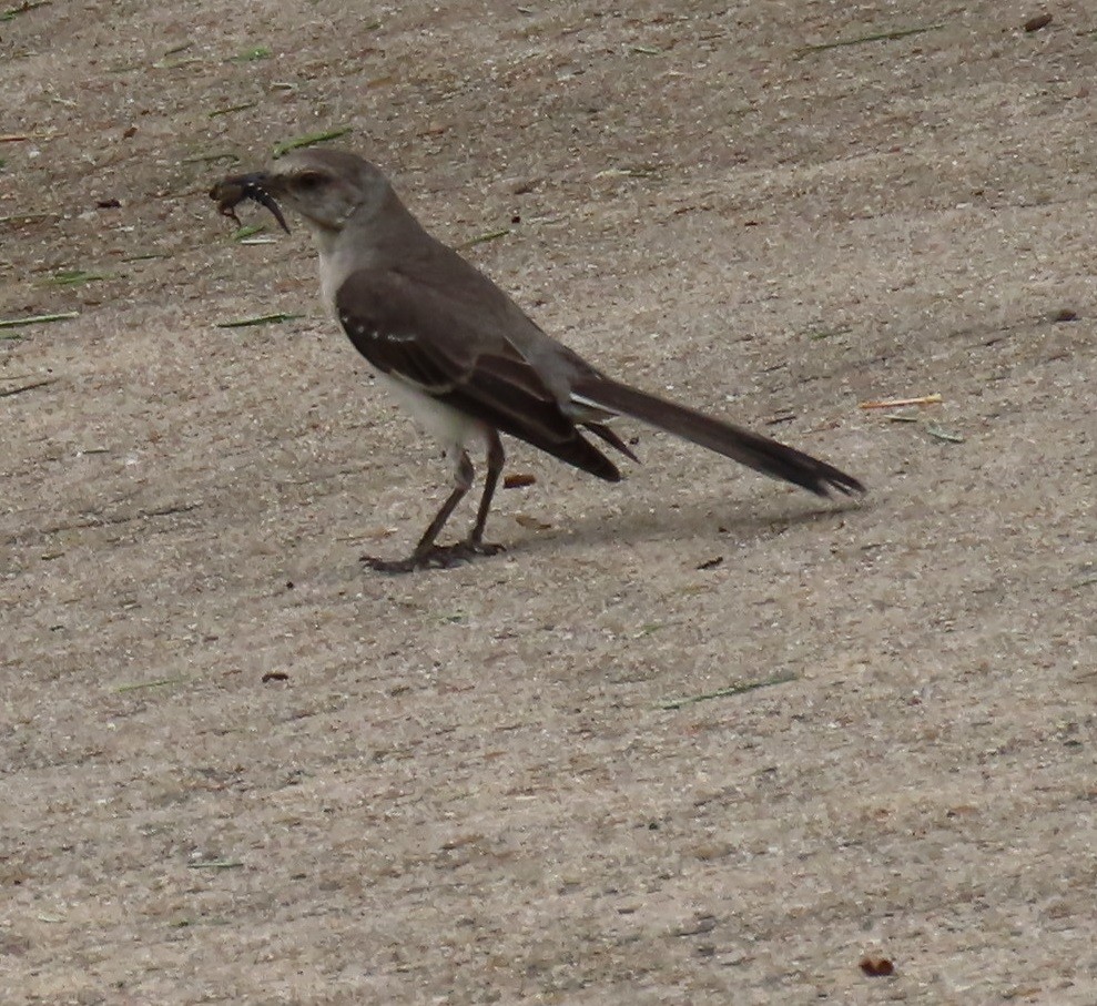 Northern Mockingbird - ML620168246