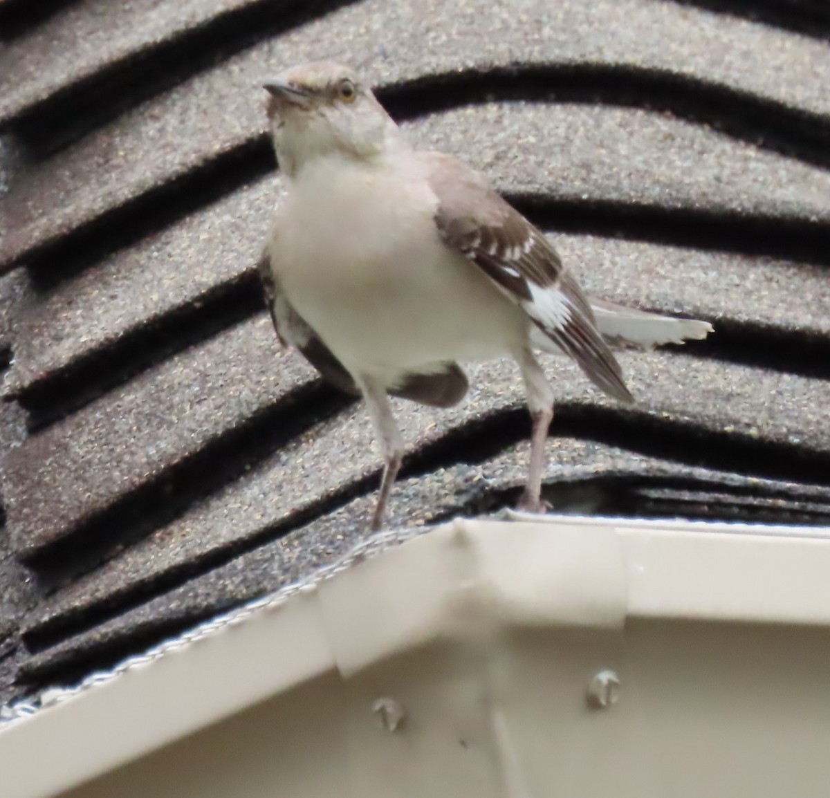 Northern Mockingbird - ML620168247