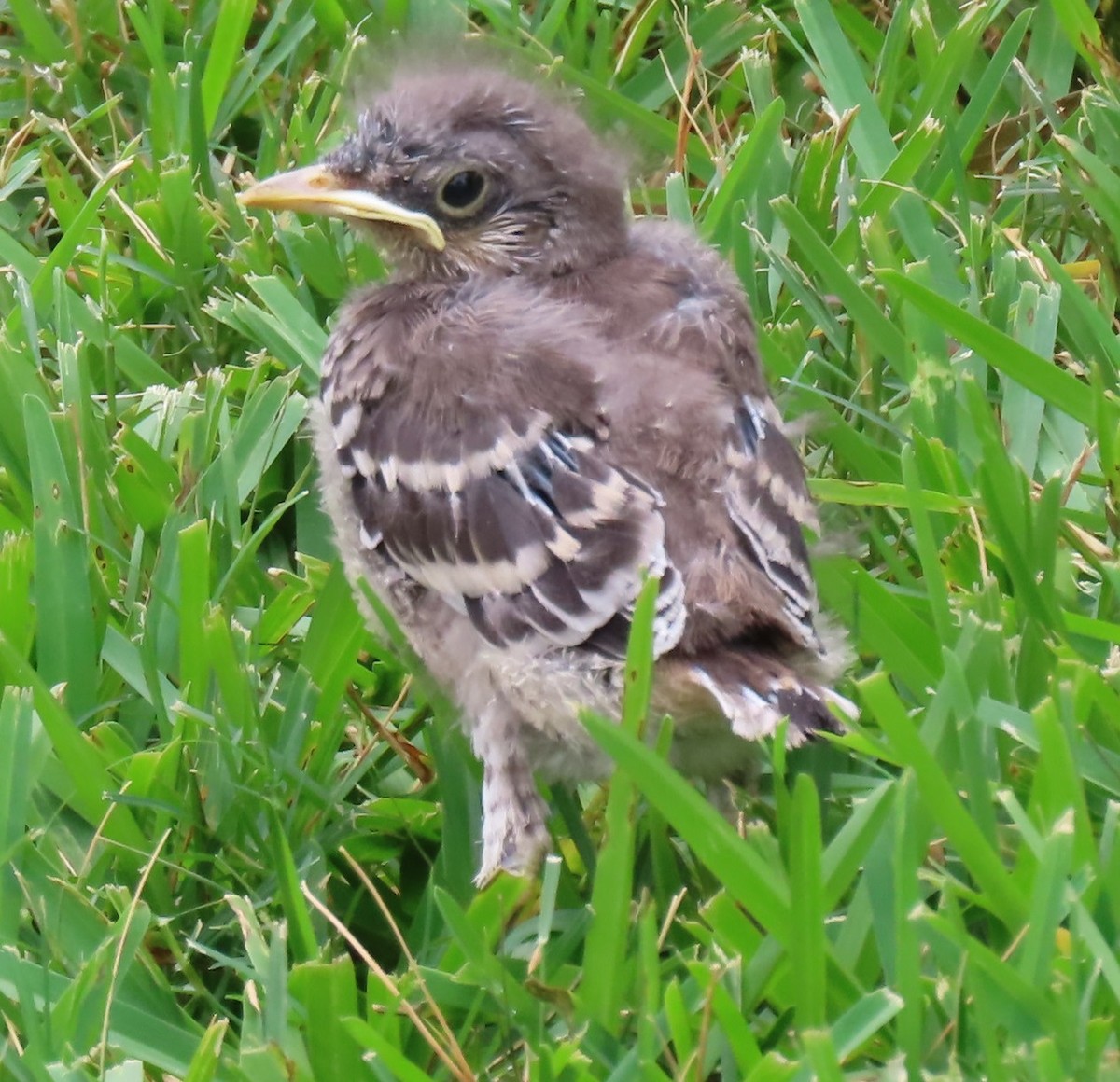 Northern Mockingbird - ML620168249