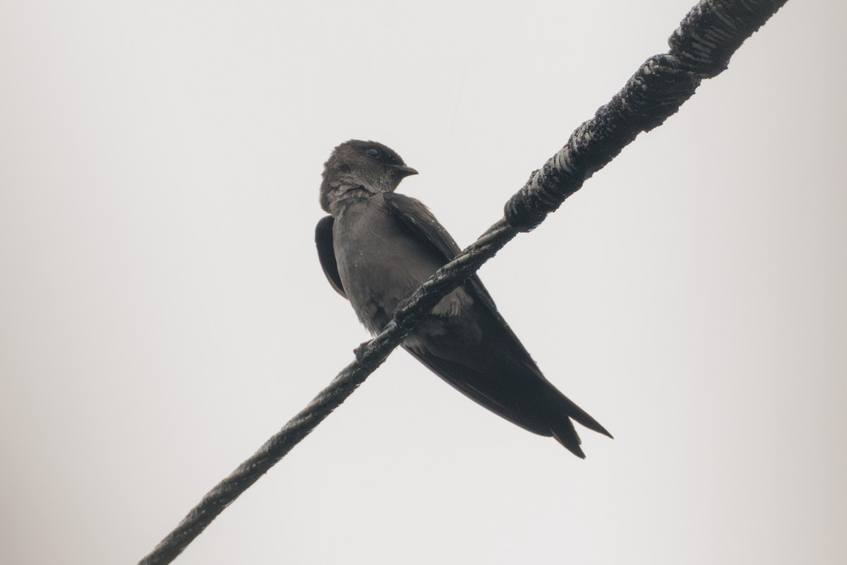 Southern Rough-winged Swallow - ML620168252