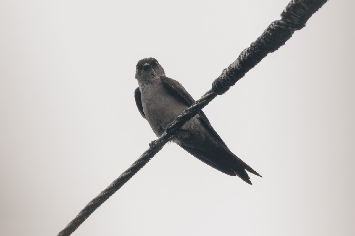 Southern Rough-winged Swallow - ML620168253