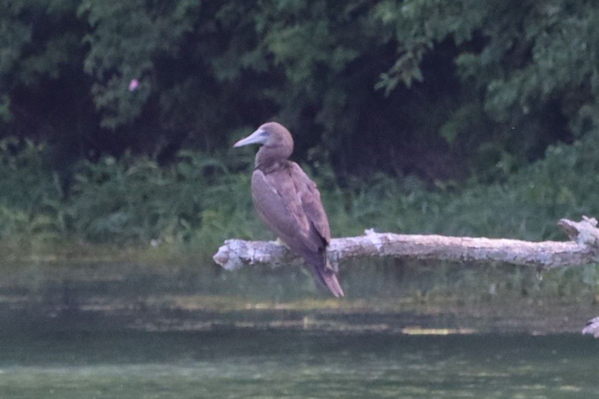 Brown Booby - ML620168257